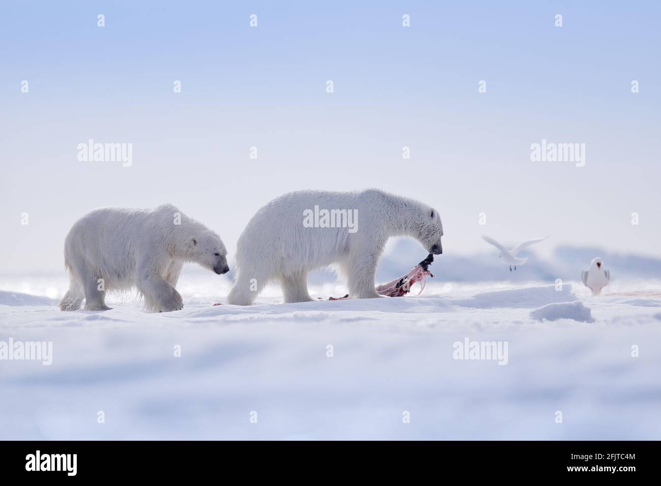 Zwei Eisbären mit abgetöteten Robben. Weißbär, der sich auf Drift-Eis mit Schnee ernährt, Svalbard, Norwegen. Blutige Natur mit großen Tieren. Gefährliches Tier mit c Stockfoto