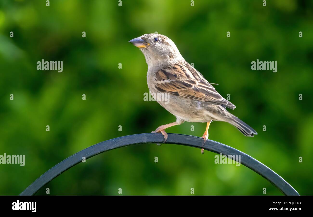 Ausgewachsene weibliche Haussperling, Passer domesticus und Altweltschieber, die aufgrund eines starken Rückgangs der Population auf der Roten Liste stehen. Southam Stockfoto