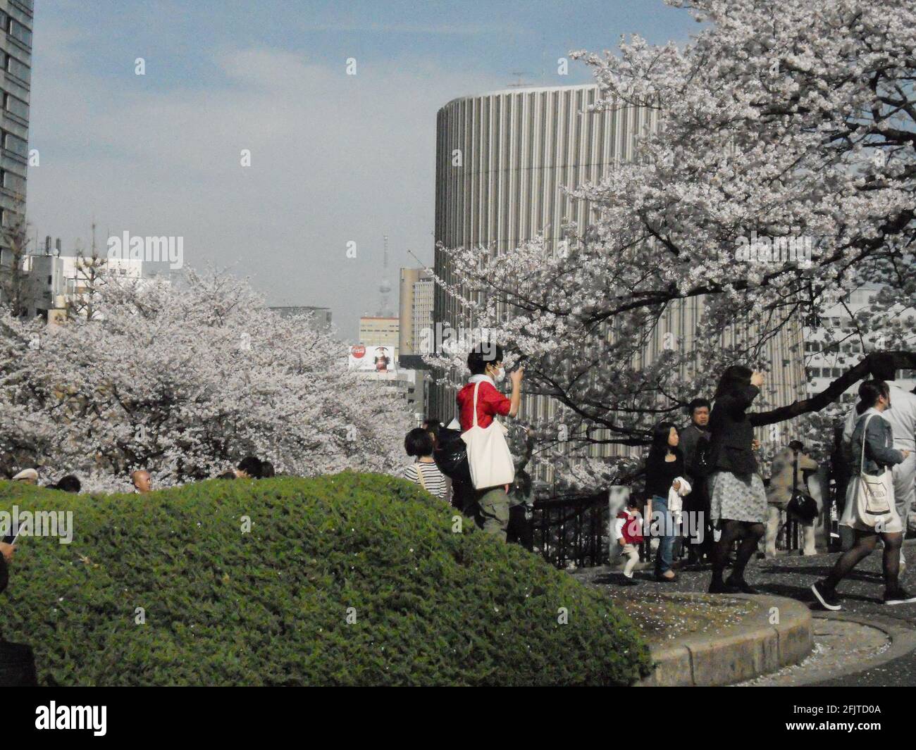 TOKIO, JAPAN - 01. Feb 2021: Bäume blühen auf der Straße von Tokio, der Frühling ist da Stockfoto