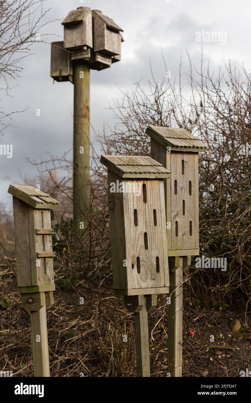 Fledermauskästen und Schmetterlingskästen für die Tierwelt im Garten, Pensthorpe, Norfolk, Großbritannien, Stockfoto