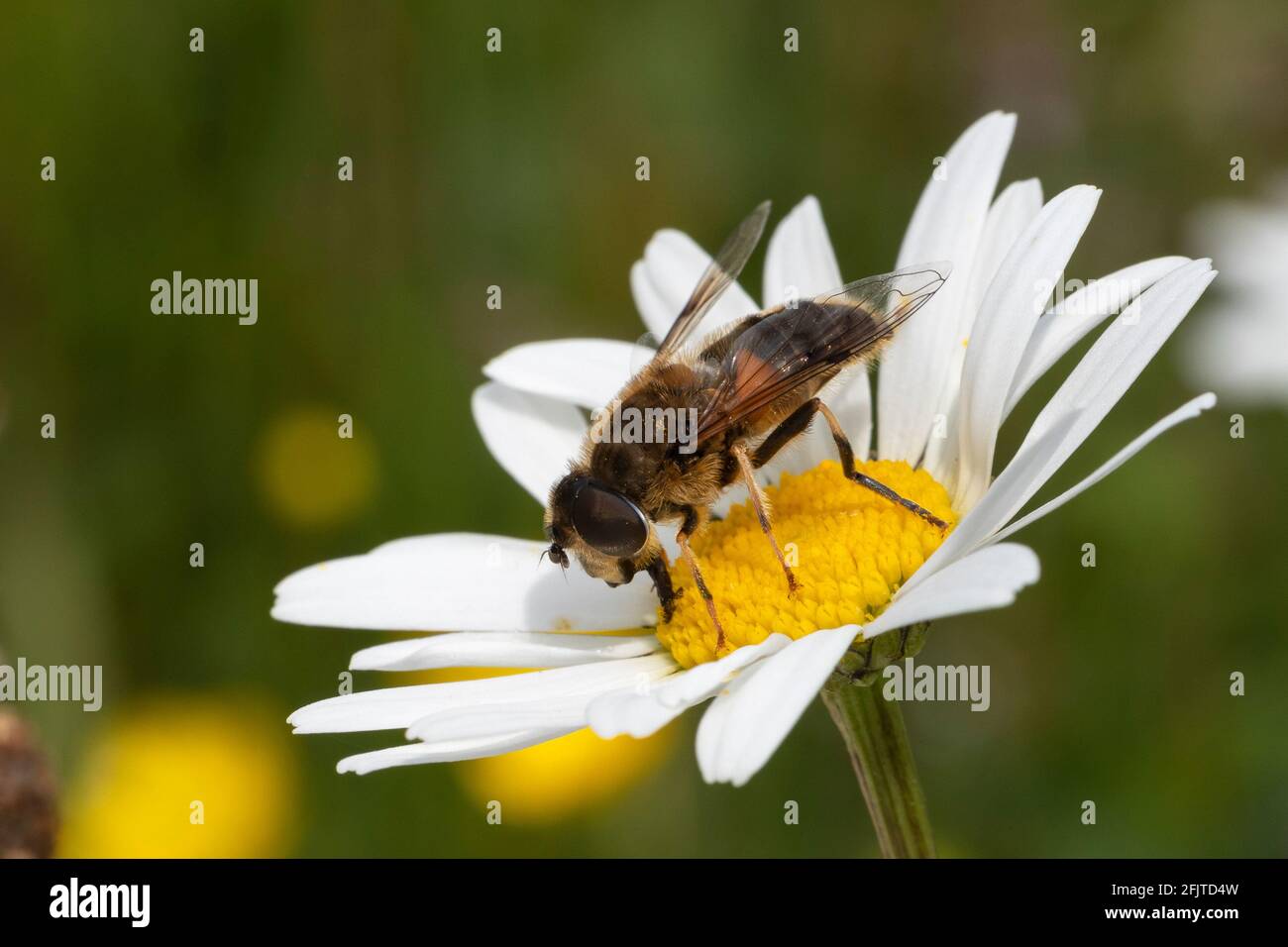 Gewöhnlicher Dronefly (Eristalis Tenax), der sich mit Ochsenaugen-Gänseblümchen (Leucanthemum vulgare) ernährt, Northumberland-Nationalpark, Großbritannien, Stockfoto