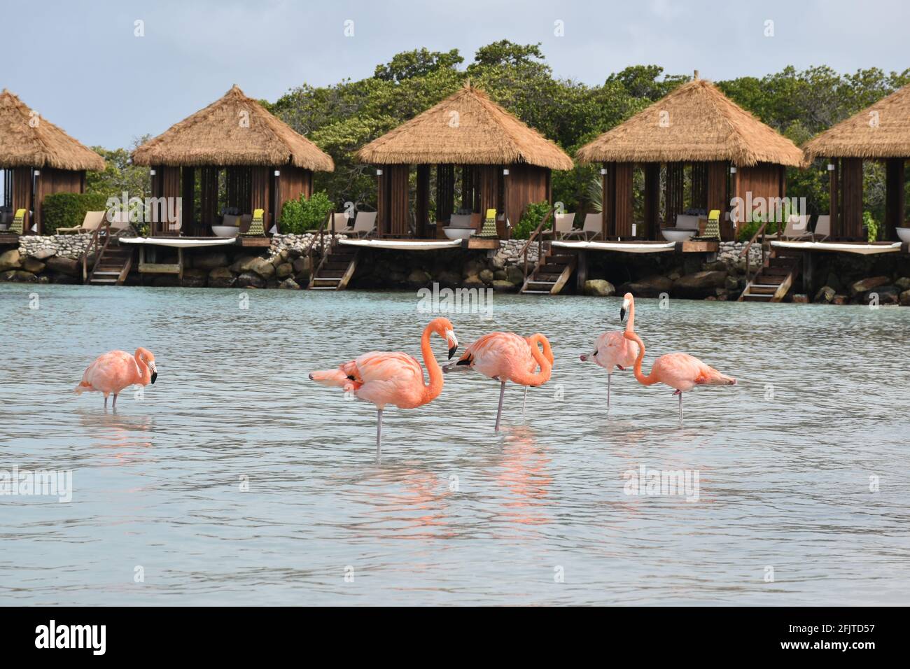Flamingos-Gruppe vor Cabanas. Im karibischen Ozean auf Aruba Stockfoto