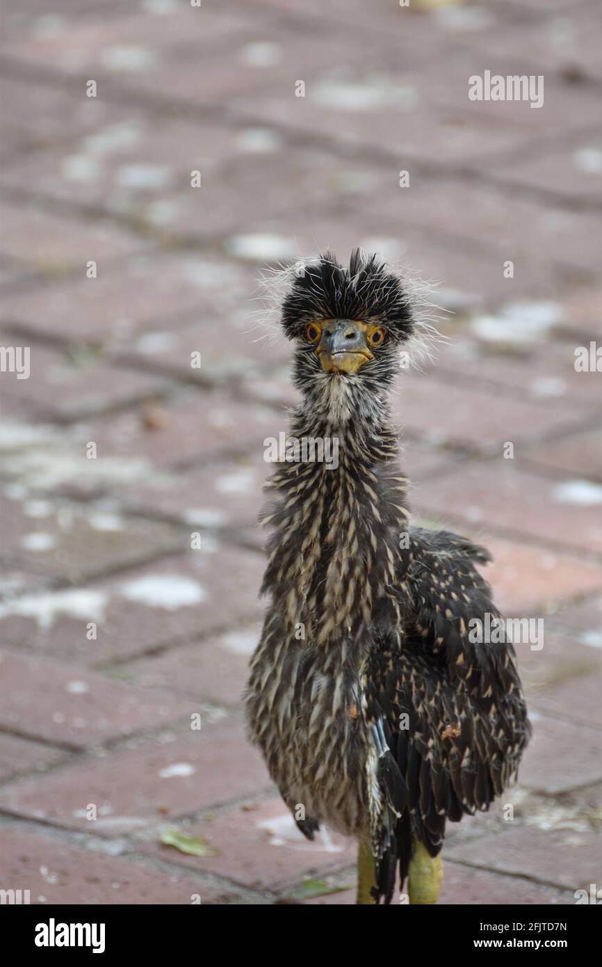 Nyctanassa violacea caliginis (Gelber gekrönter Nachtreiher) Baby, auf dem Boden sitzend und nach Bedrohungen Ausschau halten. Stockfoto