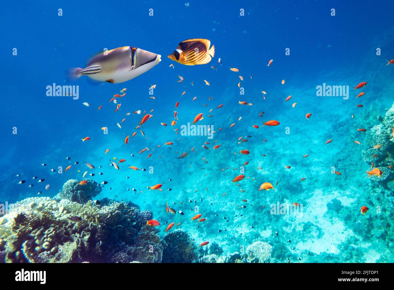 Gelbe Schmetterlingsfische und picasso-Fische auf einem Korallenriff Stockfoto