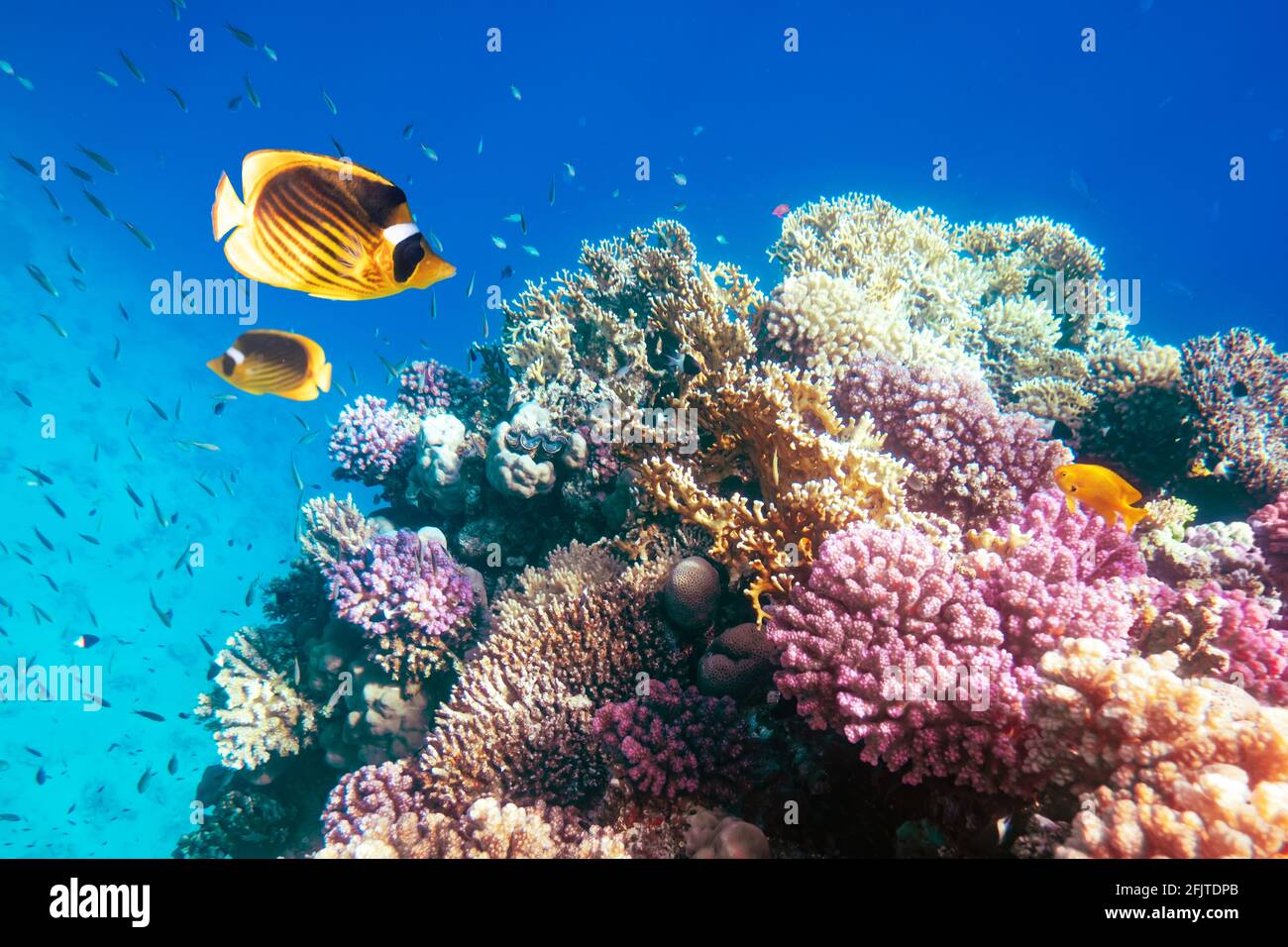Zwei gelbe Schmetterlingsfische auf einem Korallenriff Stockfoto
