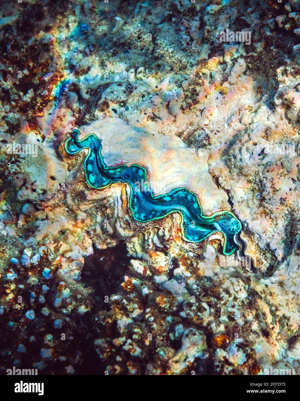 Geriffelte Riesenmuschel im tropischen Korallenriff Stockfoto