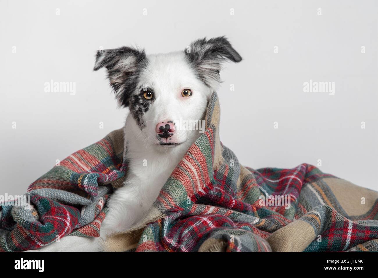 Border Collie Welpe liegt unter einer warmen Decke auf einem Weißer Hintergrund Stockfoto