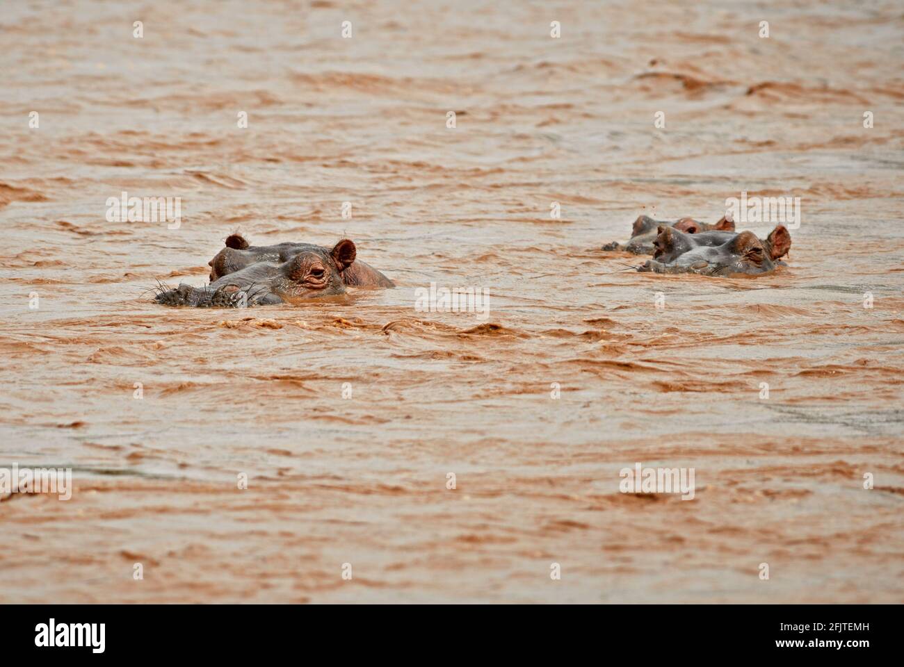 Hippopotamus - Hippopotamus amphibius, beliebtes Großsäugetier aus afrikanischen Flüssen und Seen, See Ziway, Äthiopien. Stockfoto