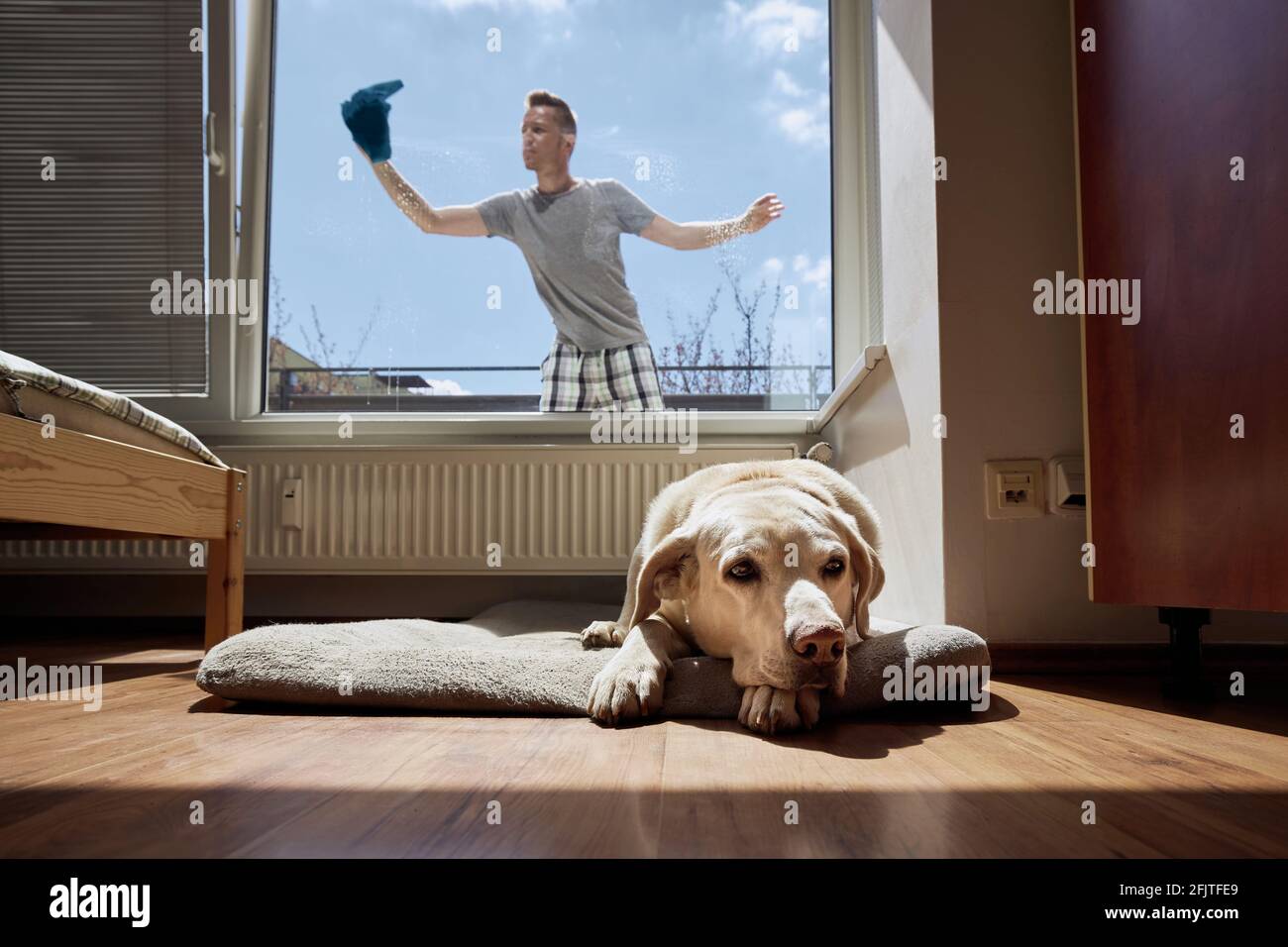 Der alte Hund ruht sich auf dem Heimtierbett aus und der Mann putzt das Fenster mit einem Lappen zu Hause. Themen Hausarbeit und Haushalt und das Leben mit Haustieren. Stockfoto