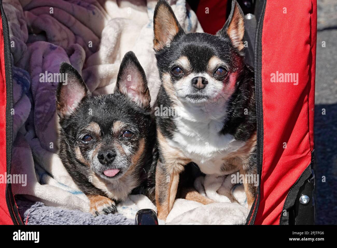 Ein paar niedliche ältere Cross Breed Hunde, die in einer Babykutsche in einem Stadtpark in Bend, Oregon, getragen werden. Stockfoto