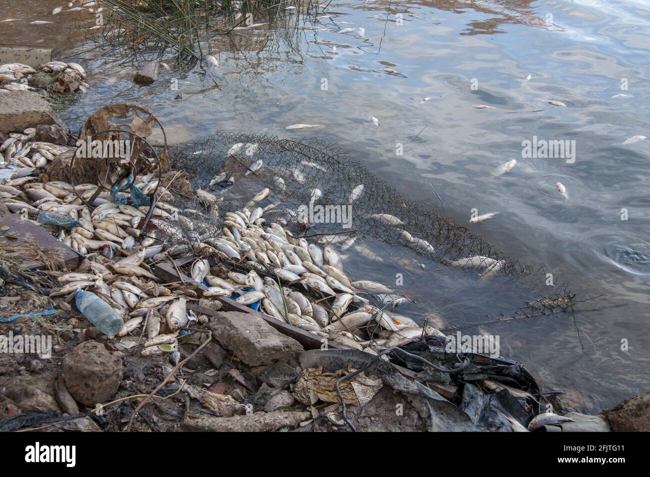 Nahaufnahme der toten Fische, die durch die Verschmutzung in der Nähe der Therme verursacht werden Kraftwerk Stockfoto