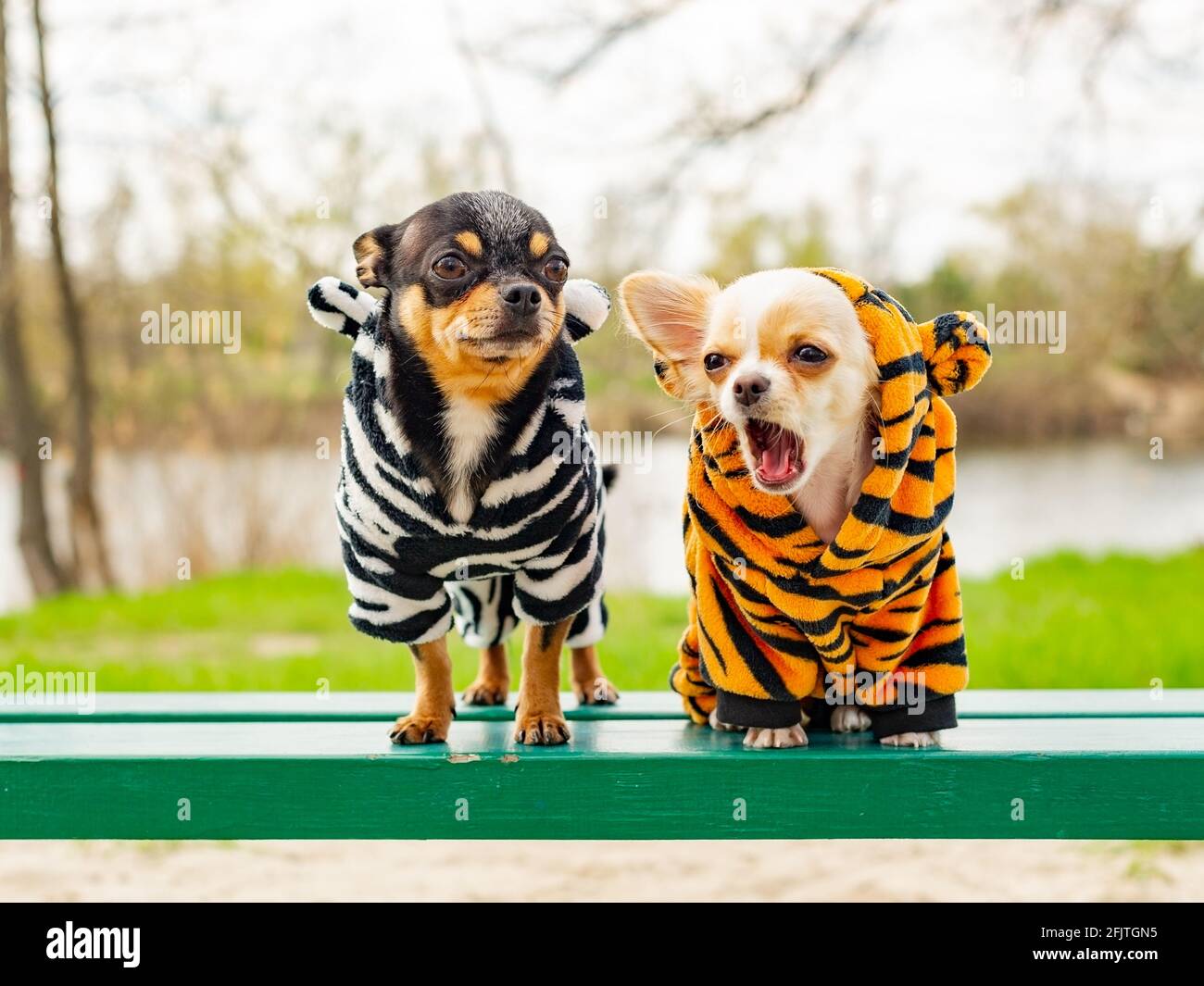 Zwei kleine chihuahua Hunde auf der Bank. Niedliche Haustiere im Freien. Hunde in Kleidung. Frühling Stockfoto
