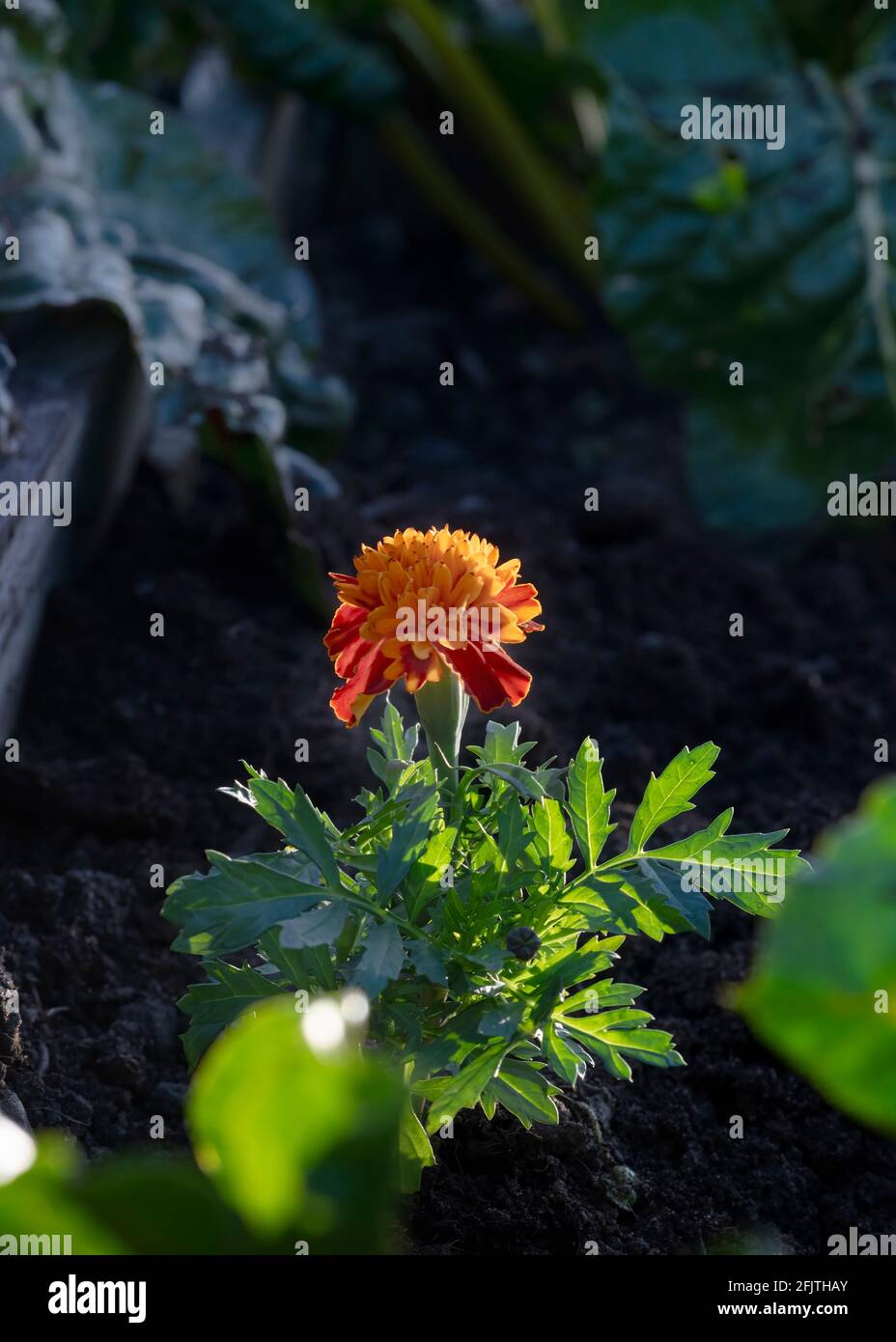 Konzept der Begleitsanpflanzung im Garten, zeigt eine Marygold in einem erhöhten Bett, um Bienen und Insekten anzuziehen, selektive Fokus dunklen Hintergrund für Kopie s Stockfoto