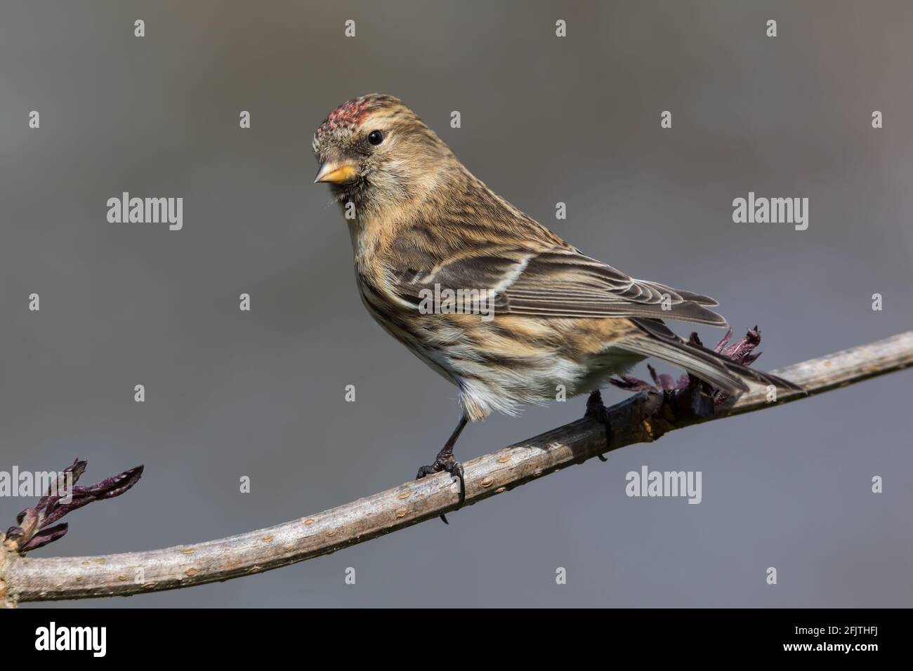 Kleinerer Redpoll über einen Älteren Stockfoto