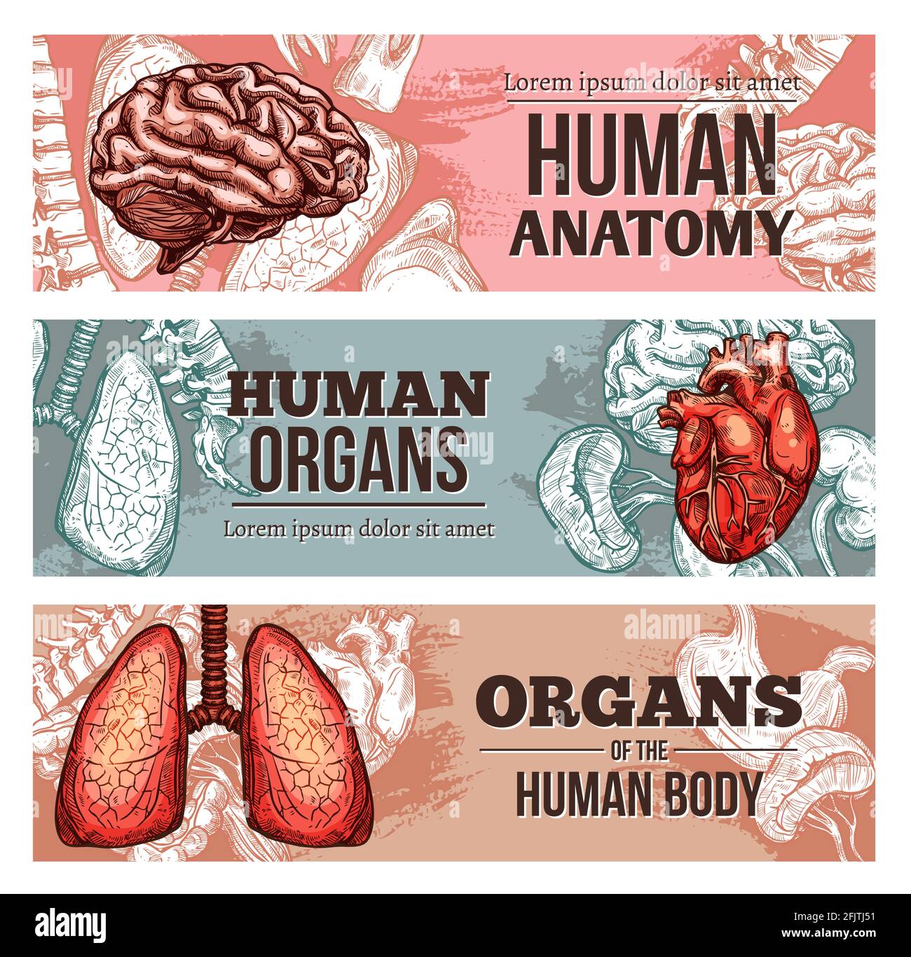 Organbanner des menschlichen Körpers mit Skizzengehirn, Lunge, Wirbelsäule und Herz mit Nieren. Vektor von Hand gezeichnete anatomische innere Teile und Knochen. Medizin, Scie Stock Vektor
