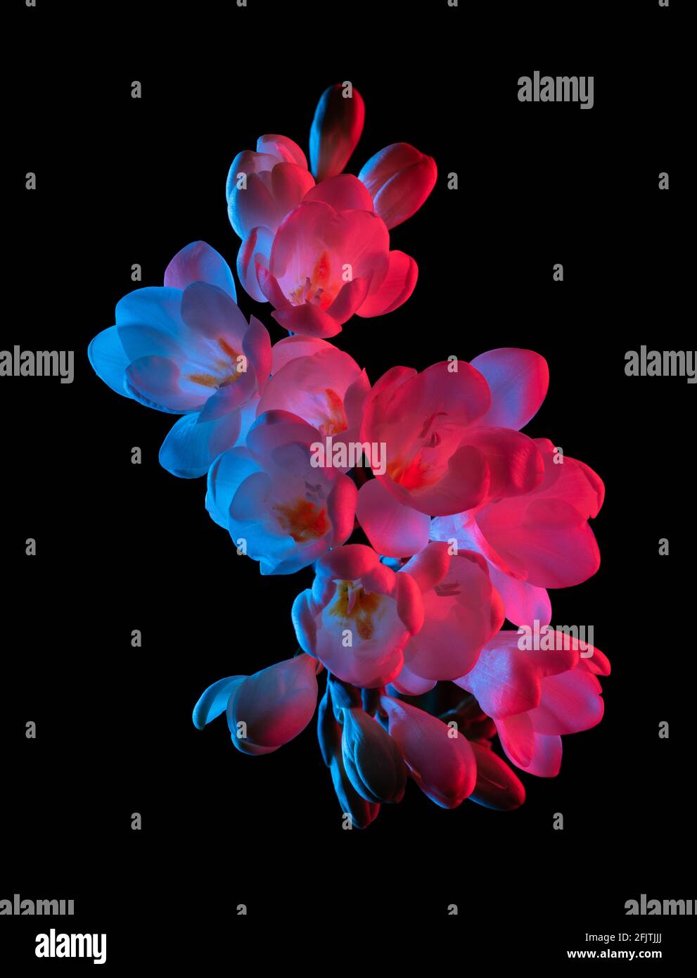 Weiße Freesia Blüten blühen, rosa und blaues Neonlicht, Draufsicht. Isoliert auf schwarzem Hintergrund. Stockfoto