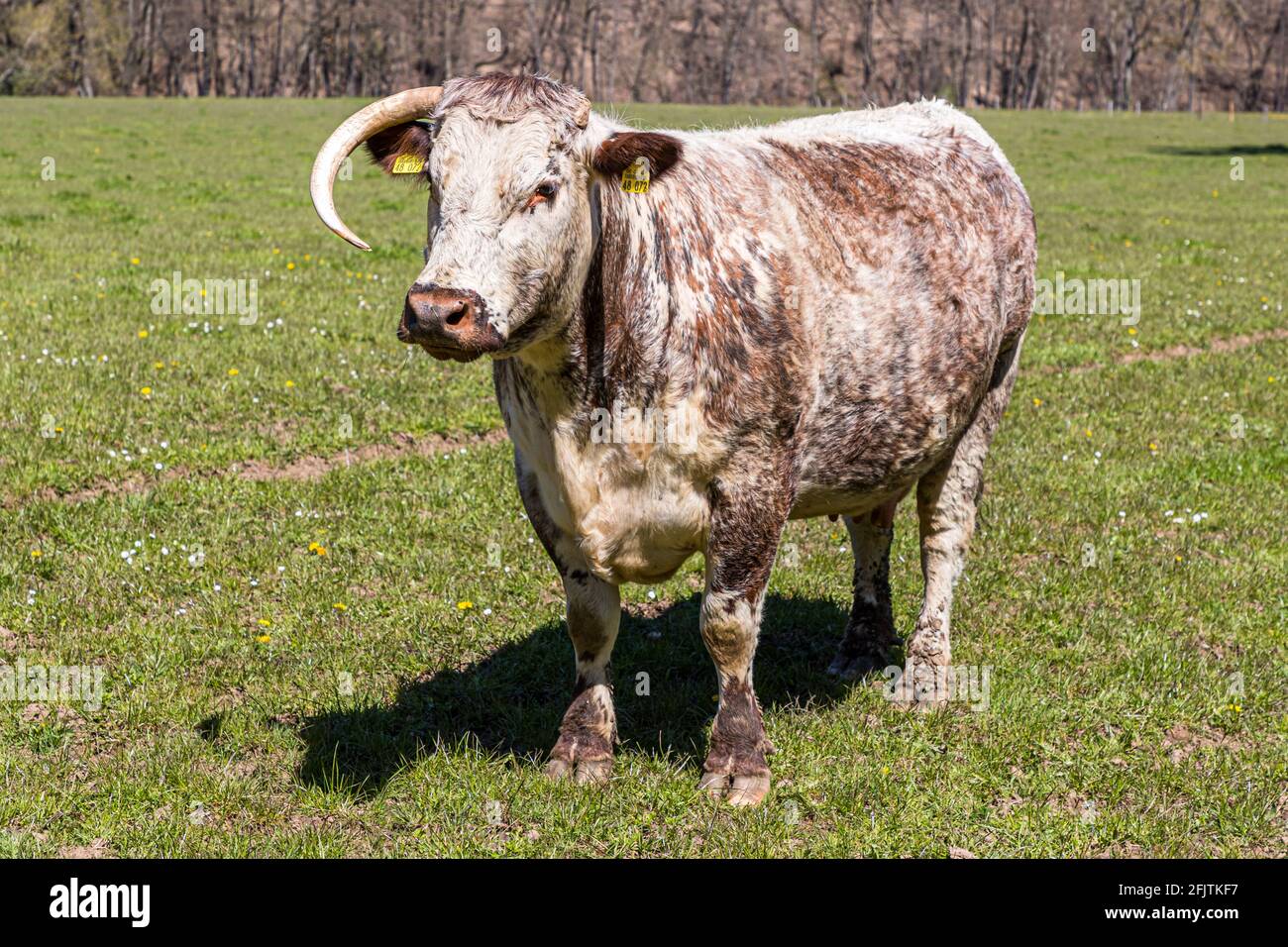 Englische Longhorn-Rinder sind früher als Lancashire-Rinder in Nideggen, Deutschland, bekannt Stockfoto