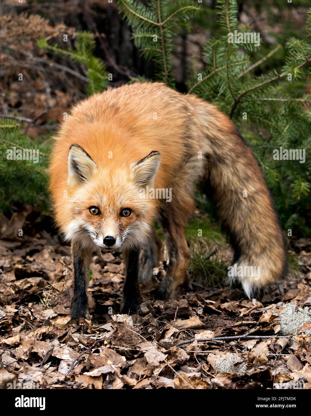 Rotfuchs Nahaufnahme Profilansicht in der Frühjahrssaison zeigt Fuchsschwanz, Fell, in seiner Umgebung und Lebensraum mit einem unscharfen Hintergrund. Fox-Bild. Bild Stockfoto