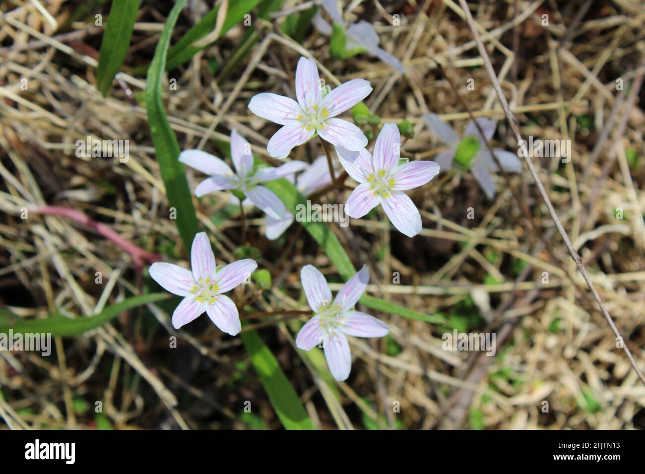 Frühling Schönheit Blumen im Gras Stockfoto
