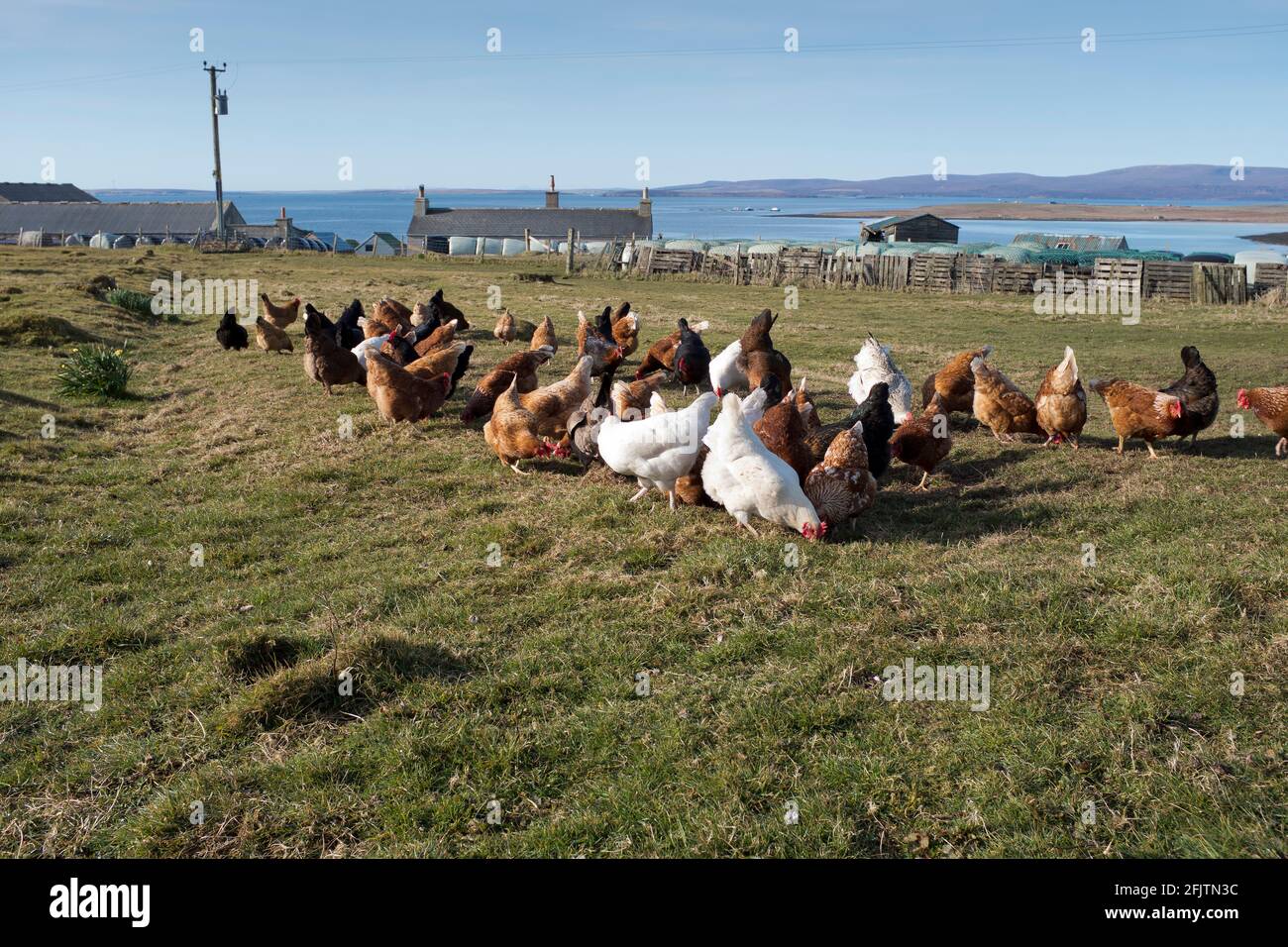 dh Hühnerfarm FARMING ORKNEY Freilandhuhn Hühner Fütterung von Freilandhuhnern Großbritannien Gallus gallus domesticus Futter von Hausgeflügel Stockfoto