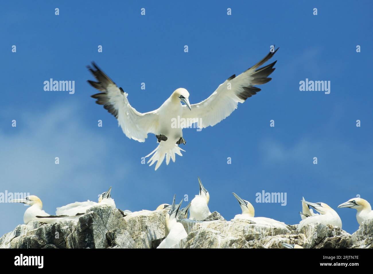 Gannet - Coming in to Land Sula Bassana Bass Rock Scotland, UK BI002285 Stockfoto