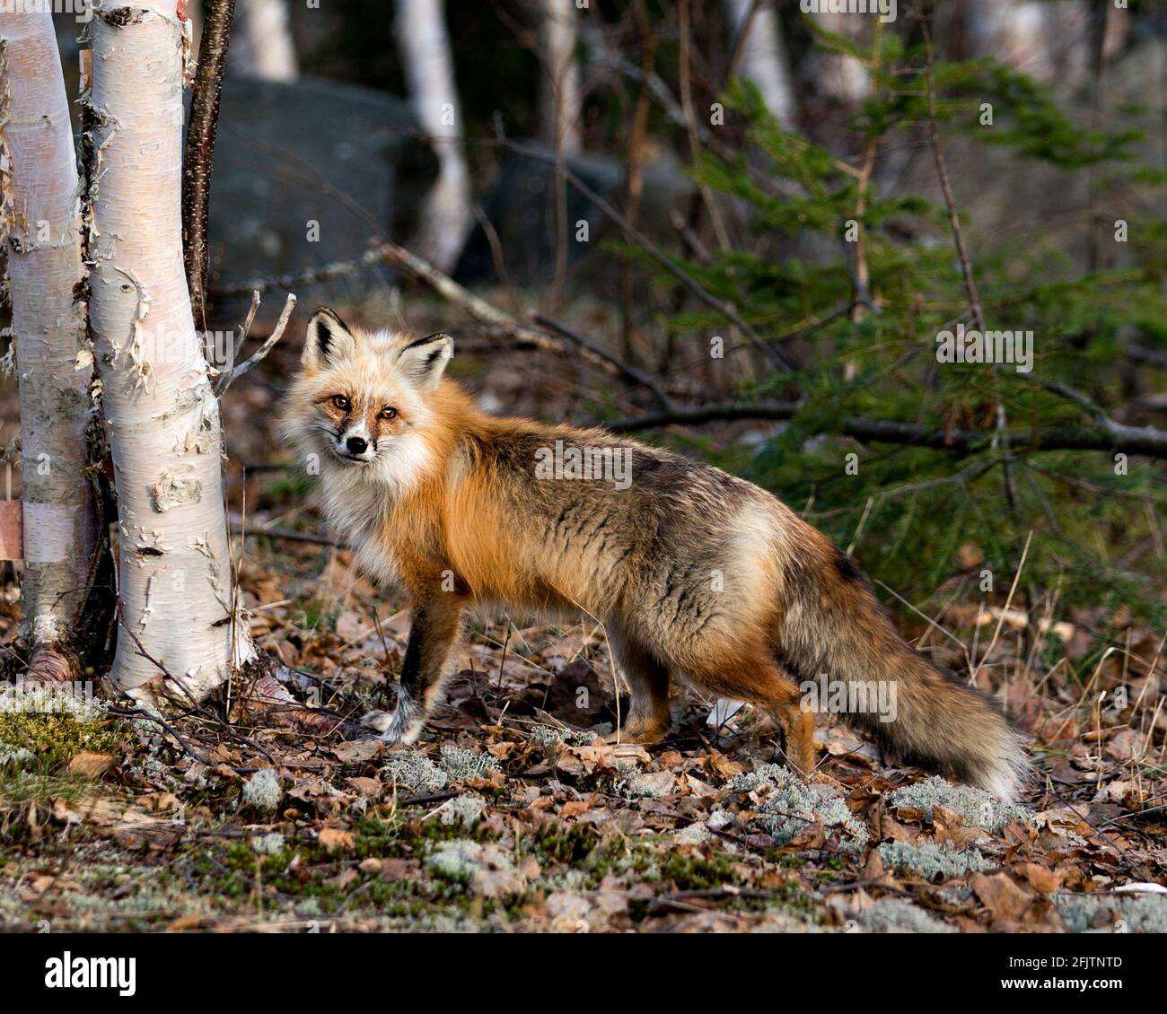 Roter einzigartiger Fuchs steht bei einer Birke und verwischen Waldhintergrund in der Frühjahrssaison in seiner Umgebung und Lebensraum mit weißen Markierungen Pfoten. Fuchs Stockfoto