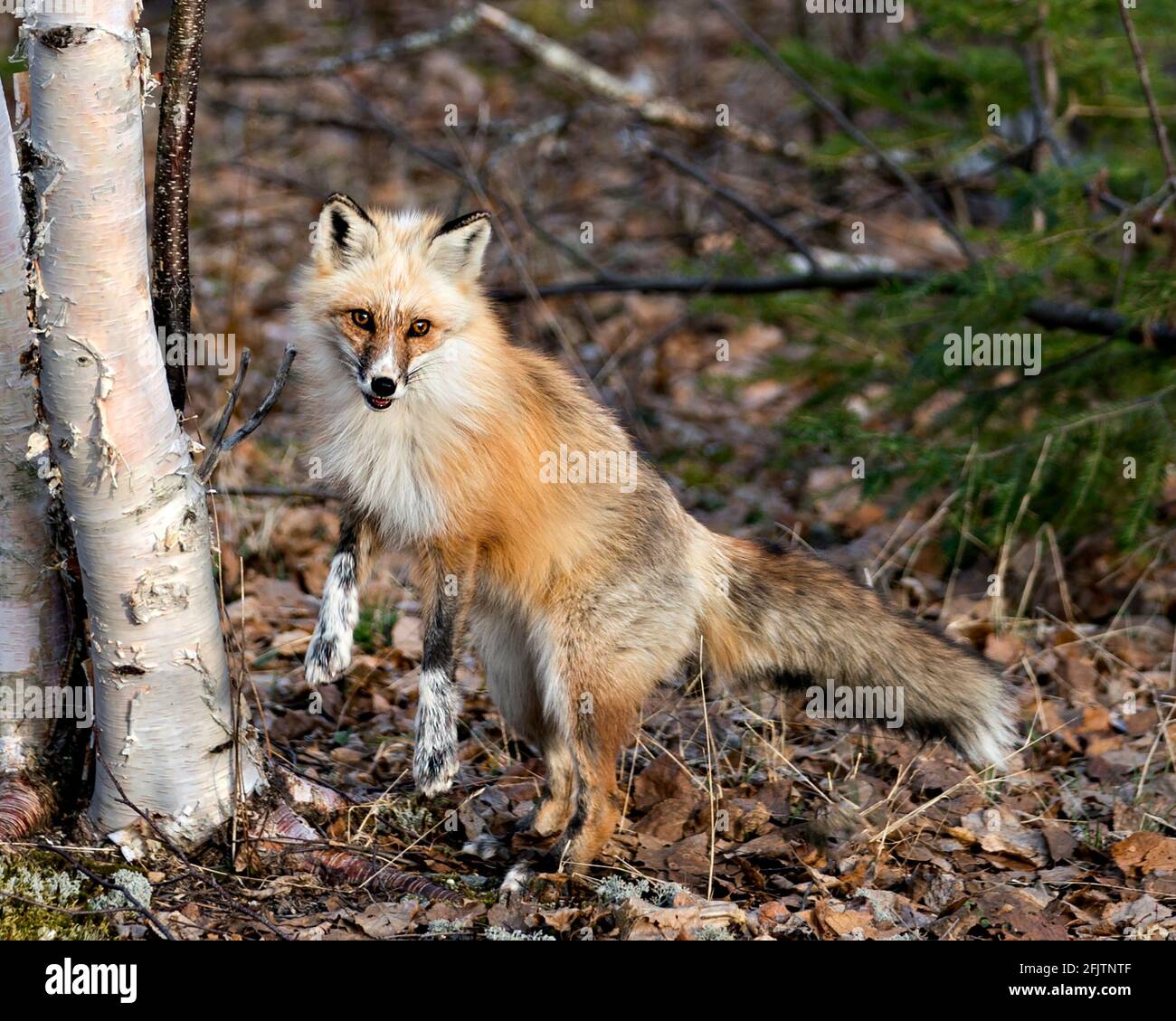 Roter einzigartiger Fuchs, der in der Frühjahrssaison in seiner Umgebung auf Hinterbeinen an einer Birke steht, mit unscharfem Hintergrund und weißen Pfoten. Fuchs Stockfoto