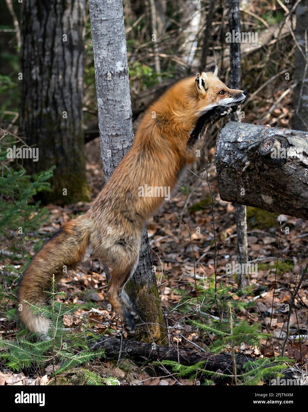 Rotfuchs Nahaufnahme Profilansicht Springen auf einem Baumstamm im Wald mit verschwommenem Hintergrund in seiner Umgebung und seinem Lebensraum. Bild. Hochformat. Foto. Fox-Bild. Stockfoto