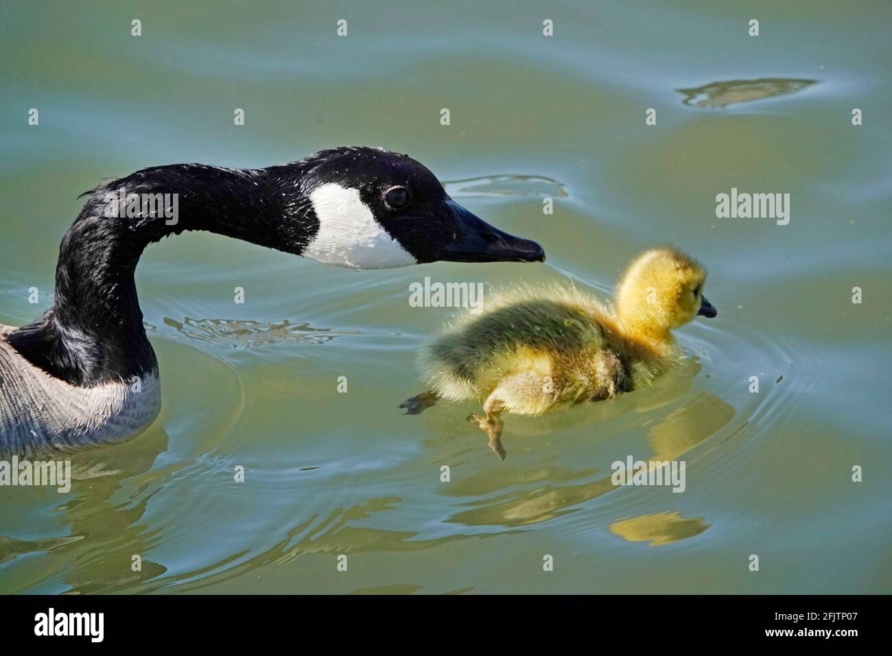 Branta canadensis, ein Baby aus Kanada, schwimmt im April mit seiner Mutter im Deschutes River, nahe Bend, Oregon. Stockfoto