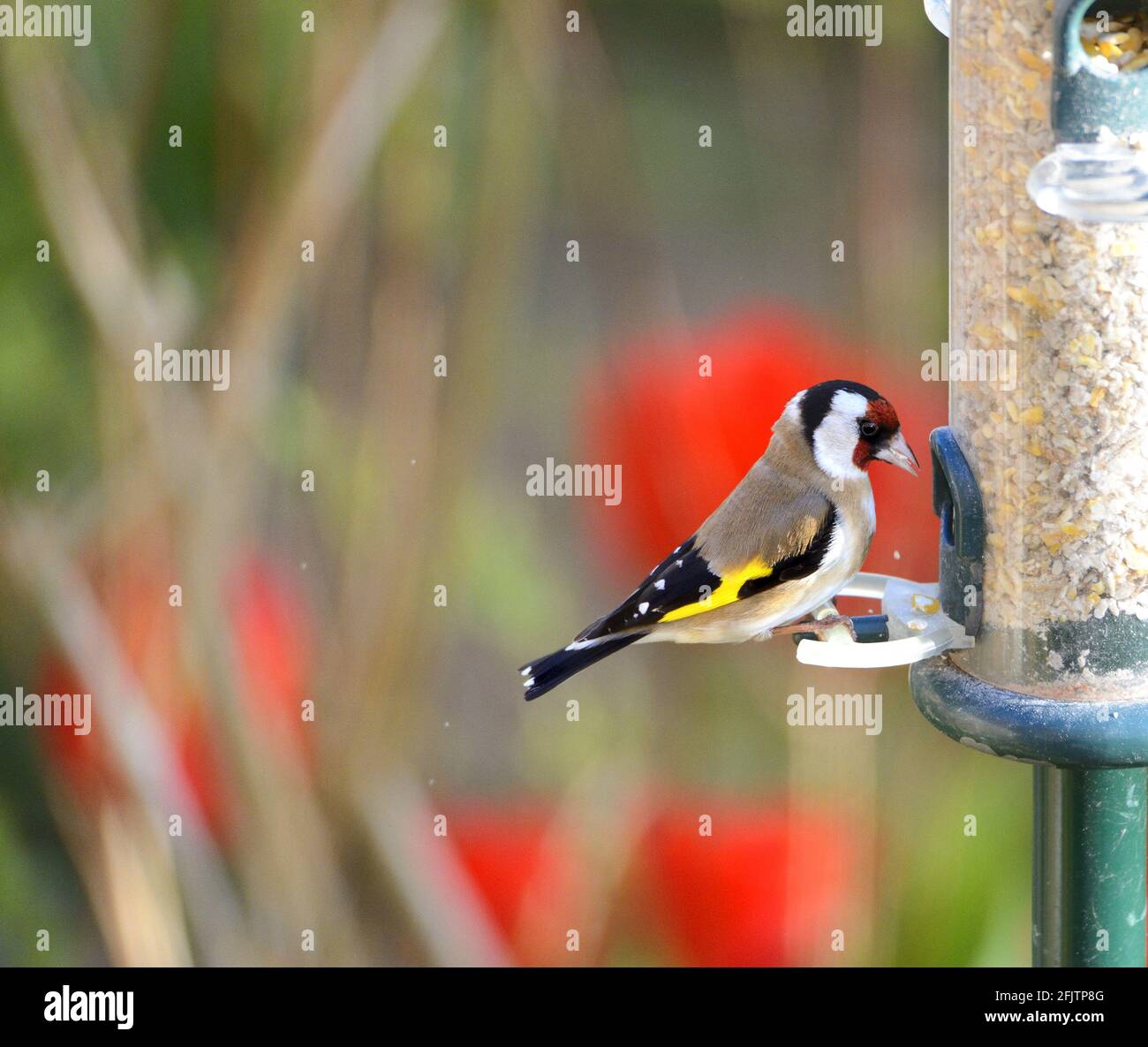 Europäischer Goldfink (Carduelis carduelis) an einem Gartenvogelfutterhäuschen. April: Kent, Großbritannien Stockfoto