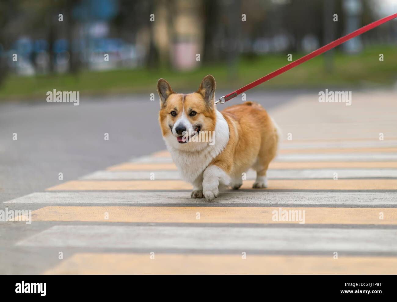 Lustige Welpe Corgi Hunde an einer Leine richtig überqueren die Straße an einem Fußgängerübergang in der Stadt Stockfoto