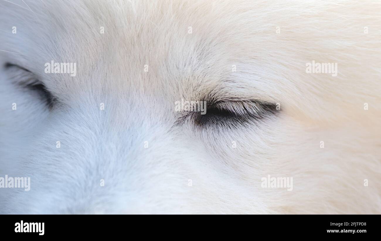 Nahaufnahme eines samoyed-Hundeauges, geringe Schärfentiefe Stockfoto