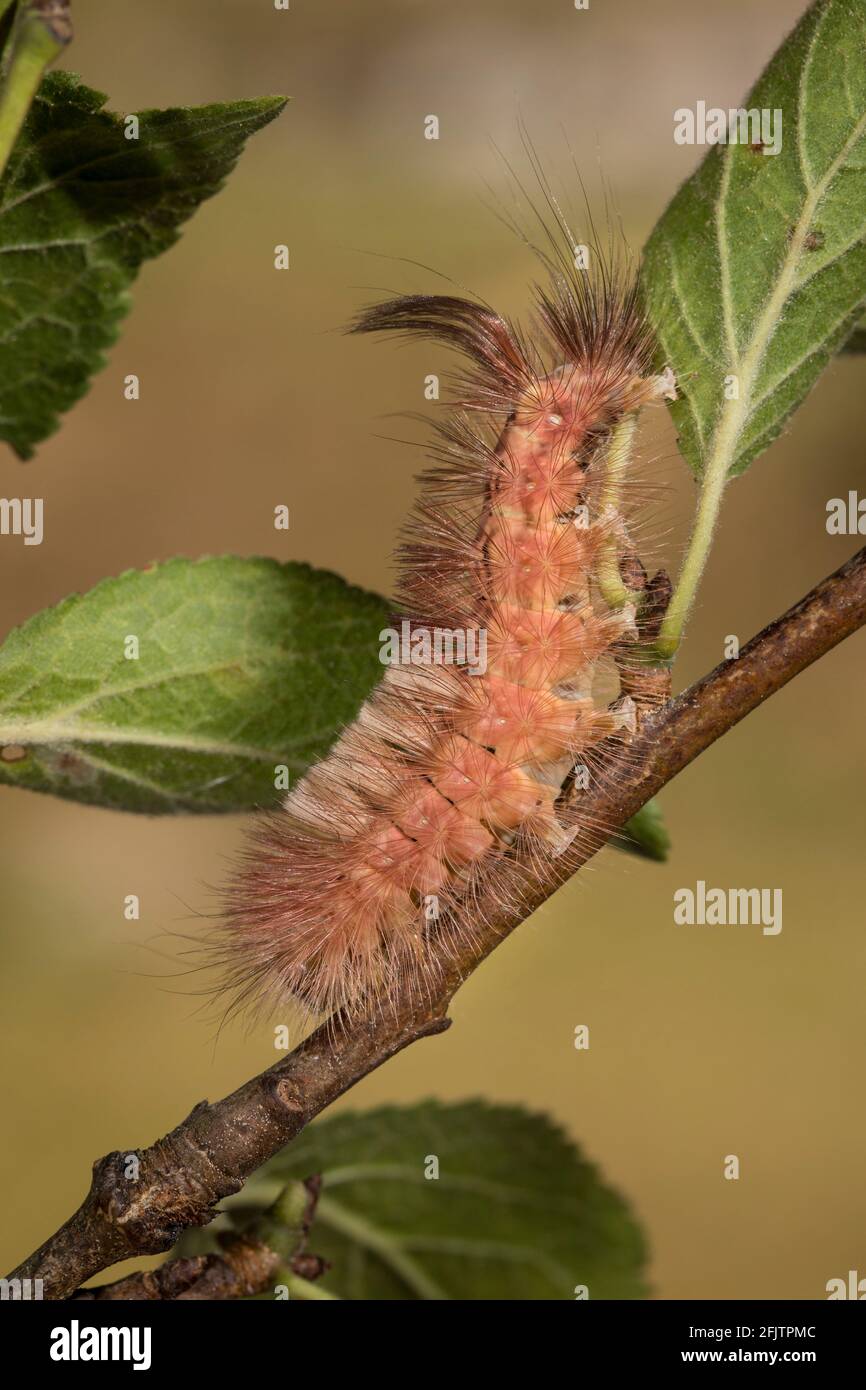 Buchenrotschwanz, Calliteara pudibunda, blasser Stoßsack Stockfoto