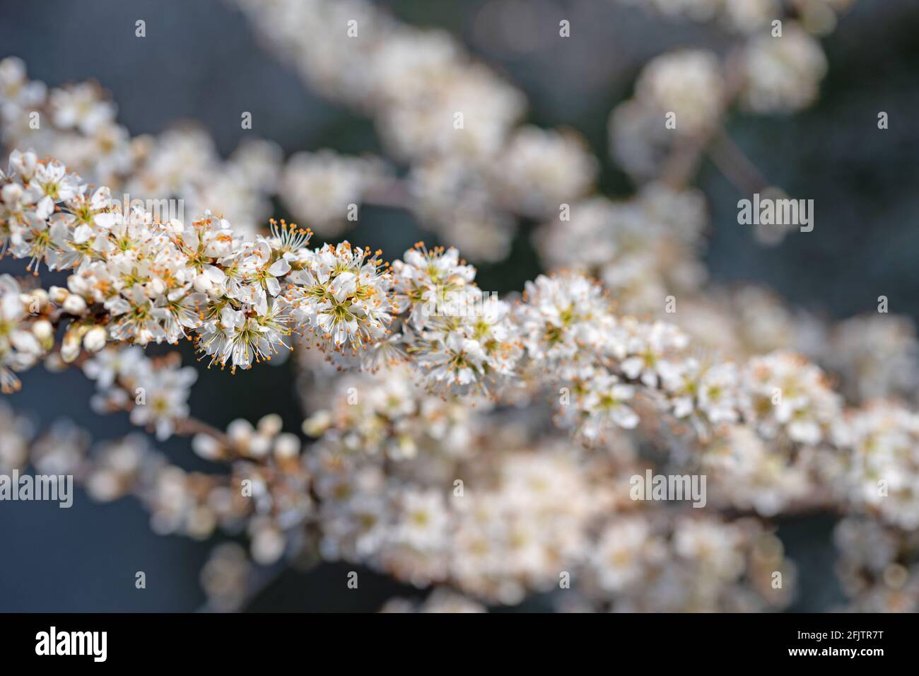 Blühender Schlehdorn, Prunus spinosa, im Frühling Stockfoto