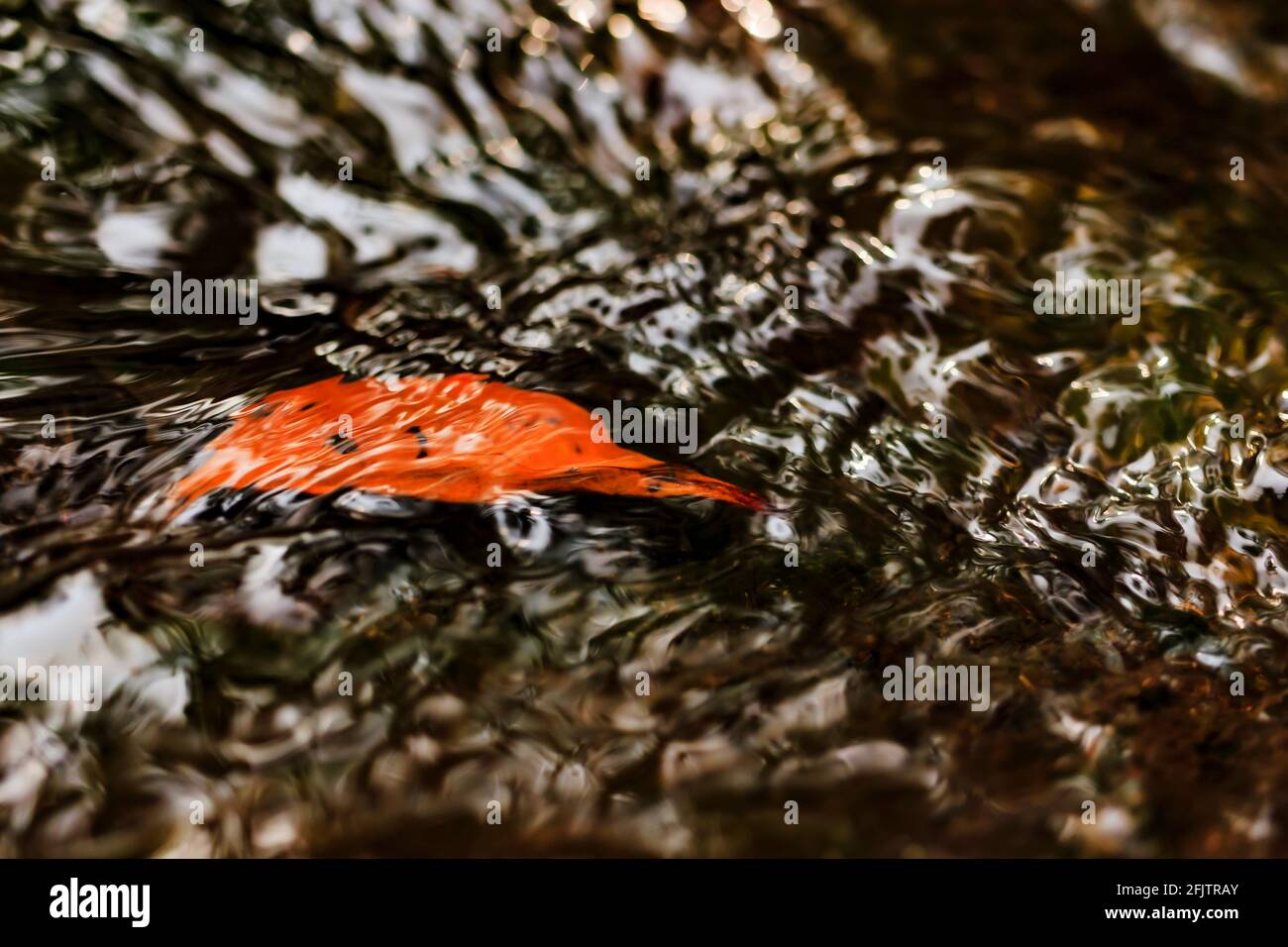 Ein orangefarbenes Blatt unter klarem Wasser mit schönem Glanz in einem Fluss. Stockfoto