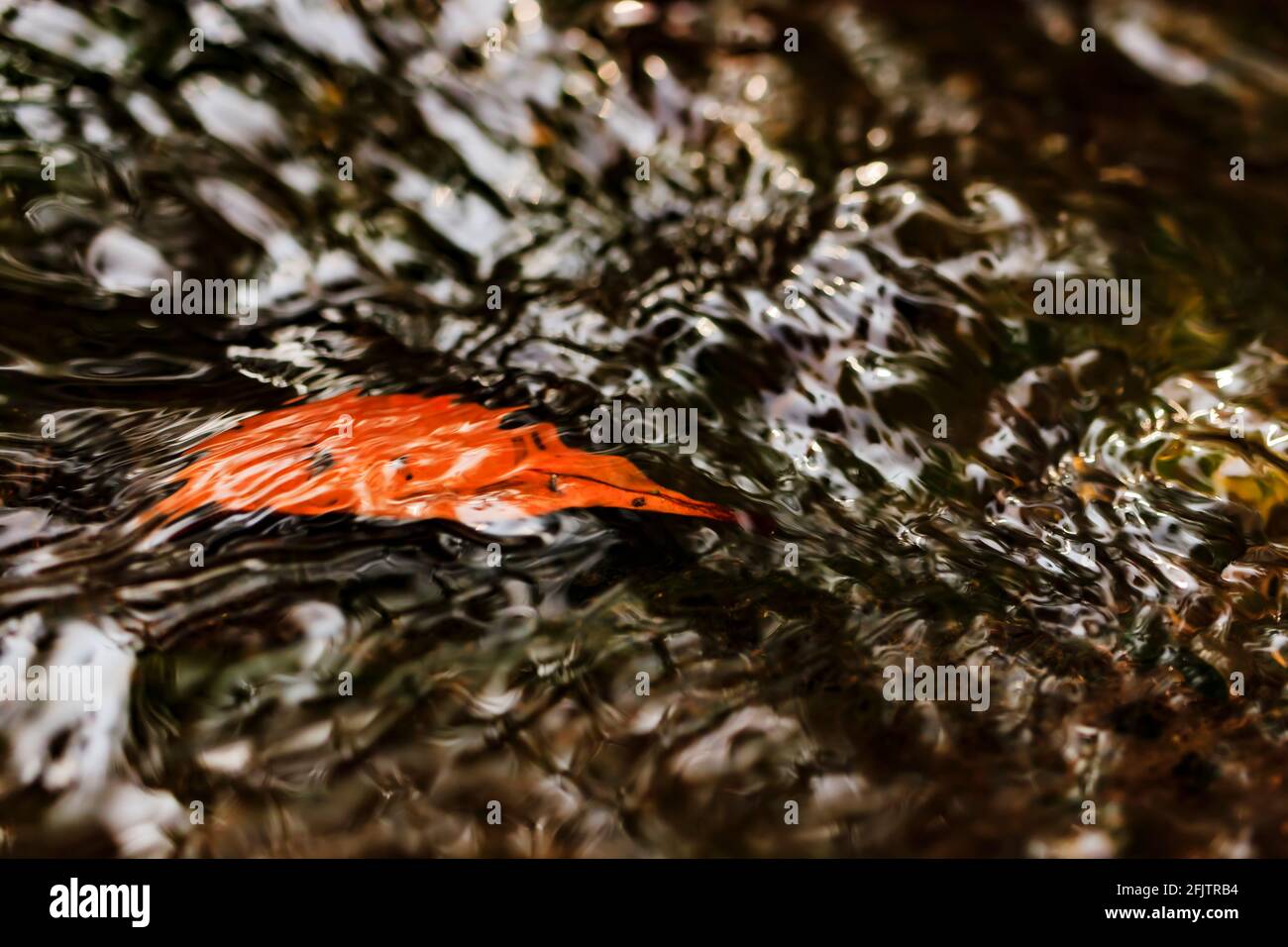 Ein orangefarbenes Blatt unter klarem Wasser mit schönem Glanz in einem Fluss. Stockfoto