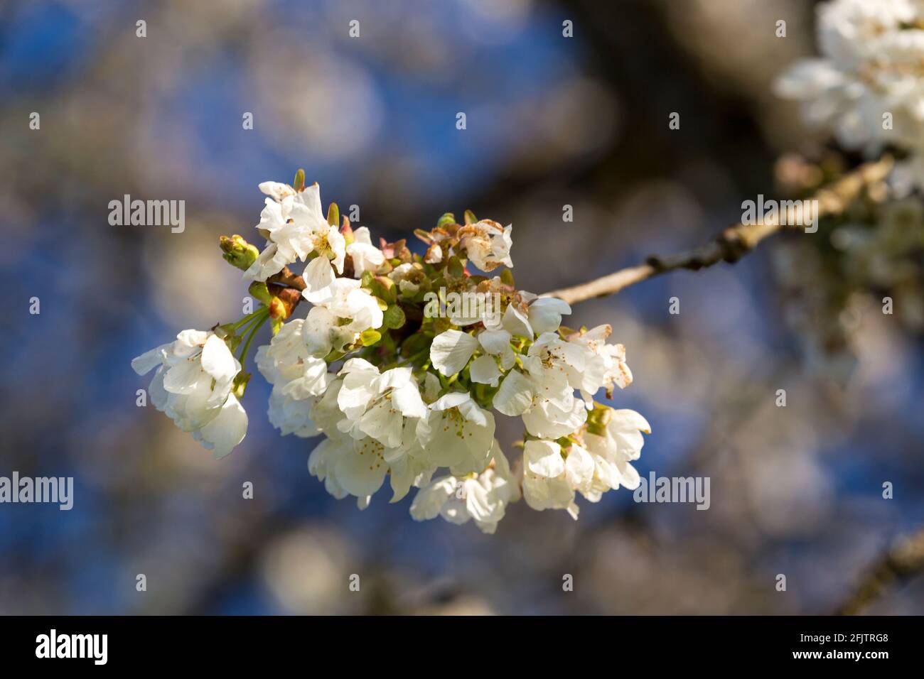 Kirschbaumblüte im Frühling. Stockfoto
