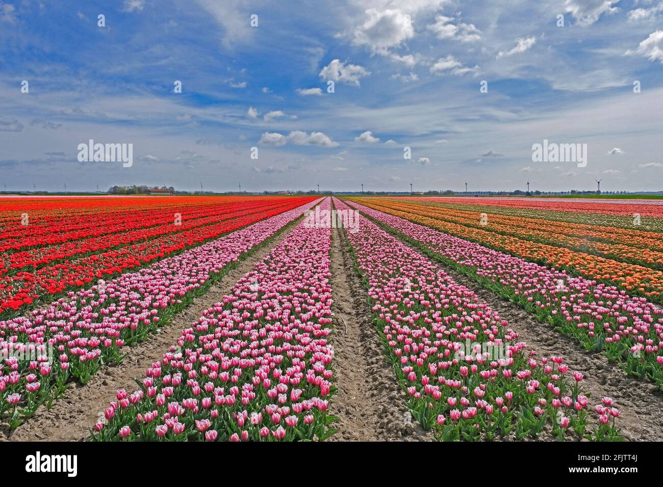 Reihen von roten, rosa und orangen Tulpen im niederländischen Tulpenfeld im Frühjahr am Flevopolder, Provinz Flevoland, Niederlande Stockfoto