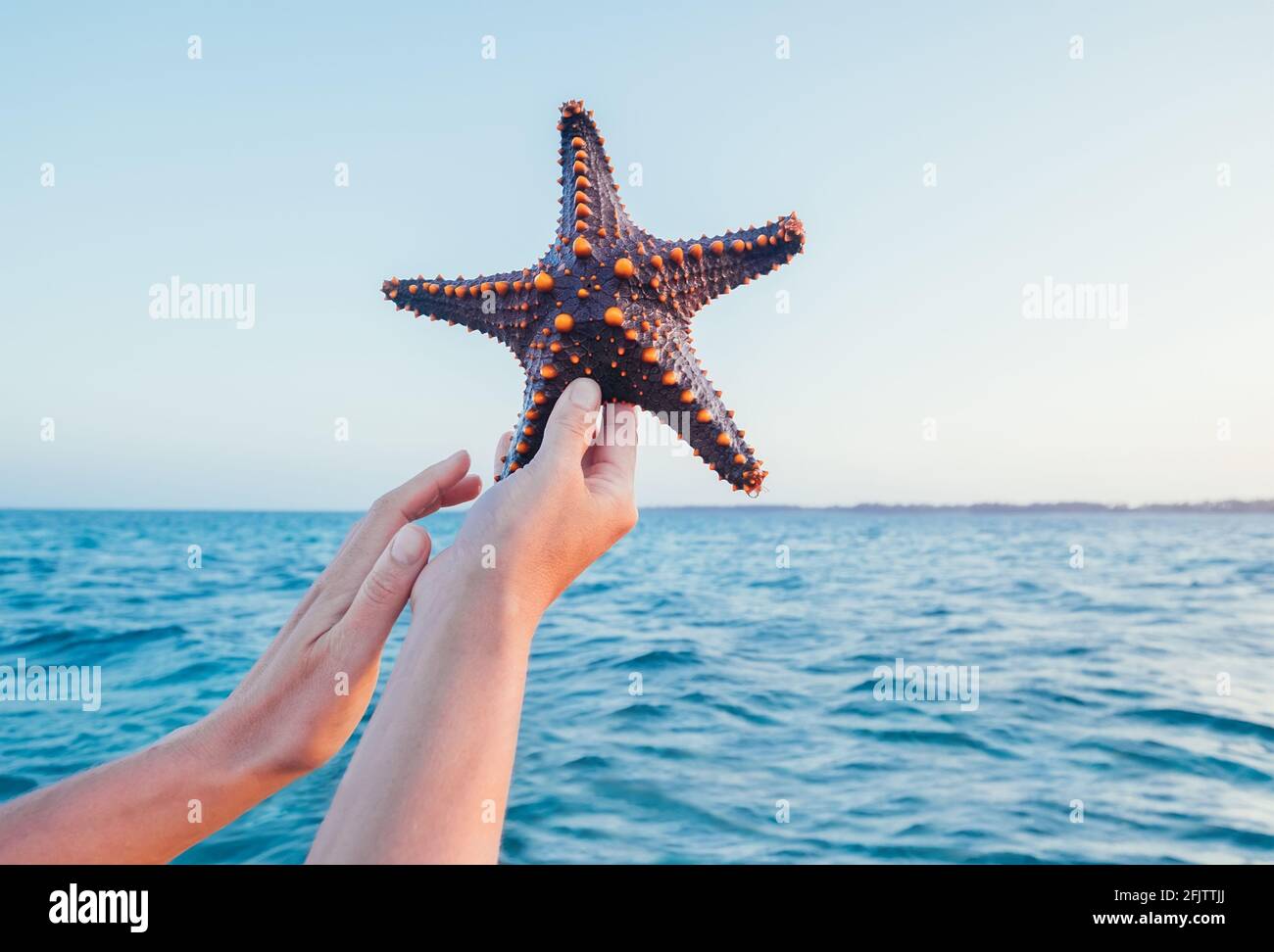 Die Hände einer Frau zeigen einen Seestern, der einen lebenden, großen, schönen und hellen Ozeanbewohner mit Meereswellen auf der Insel Sansibar hält. Exotisch Stockfoto