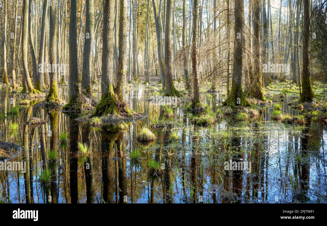 Geheimnisvoller Feuchtgebietswald mit Bäumen, die sich im Wasser spiegeln. Stockfoto