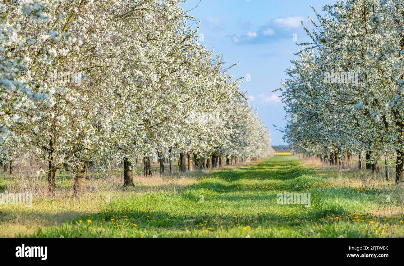 Kirschplantage Fotos und Bildmaterial in hoher Auflösung Alamy