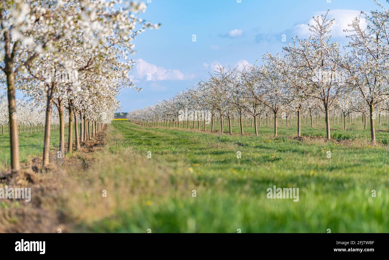 Kirschplantage Fotos und Bildmaterial in hoher Auflösung Alamy