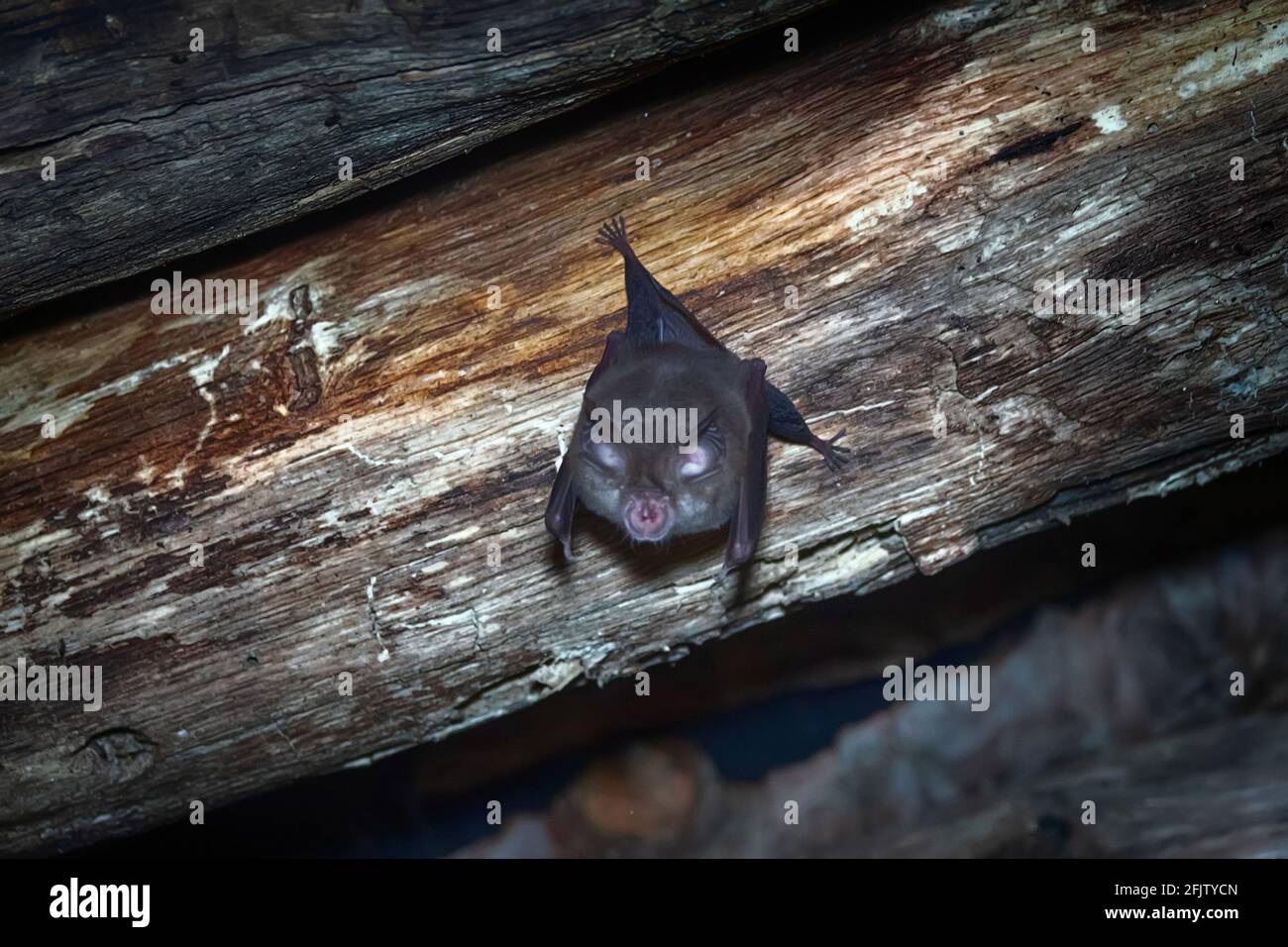 Große Hufeisenfledermaus (Rhinolophus ferrumenquinum) unter dem Dach eines verlassenen Hauses. Nasenauswuchs dienen dazu, einen Strahl von Echoortung Signale zu bilden. Stockfoto