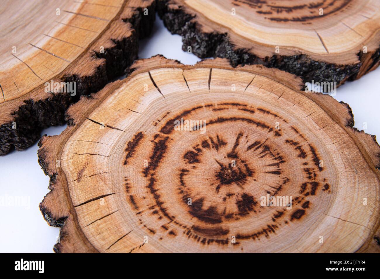 Querschnitt des Baumes. Baumstruktur. Großer kreisförmiger Querschnitt aus Holz mit ...