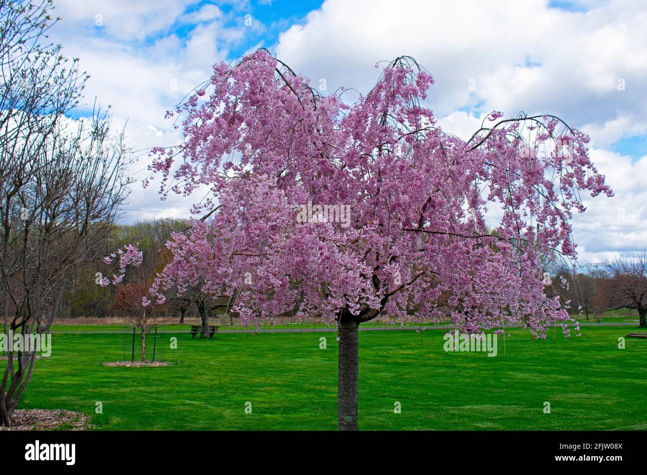 Einzelner, rosa Kirschblütenbaum, auch als Sakura bekannt, auf einem Feld aus grünem Gras mit einem trüben blauen Himmel Hintergrund -02 Stockfoto