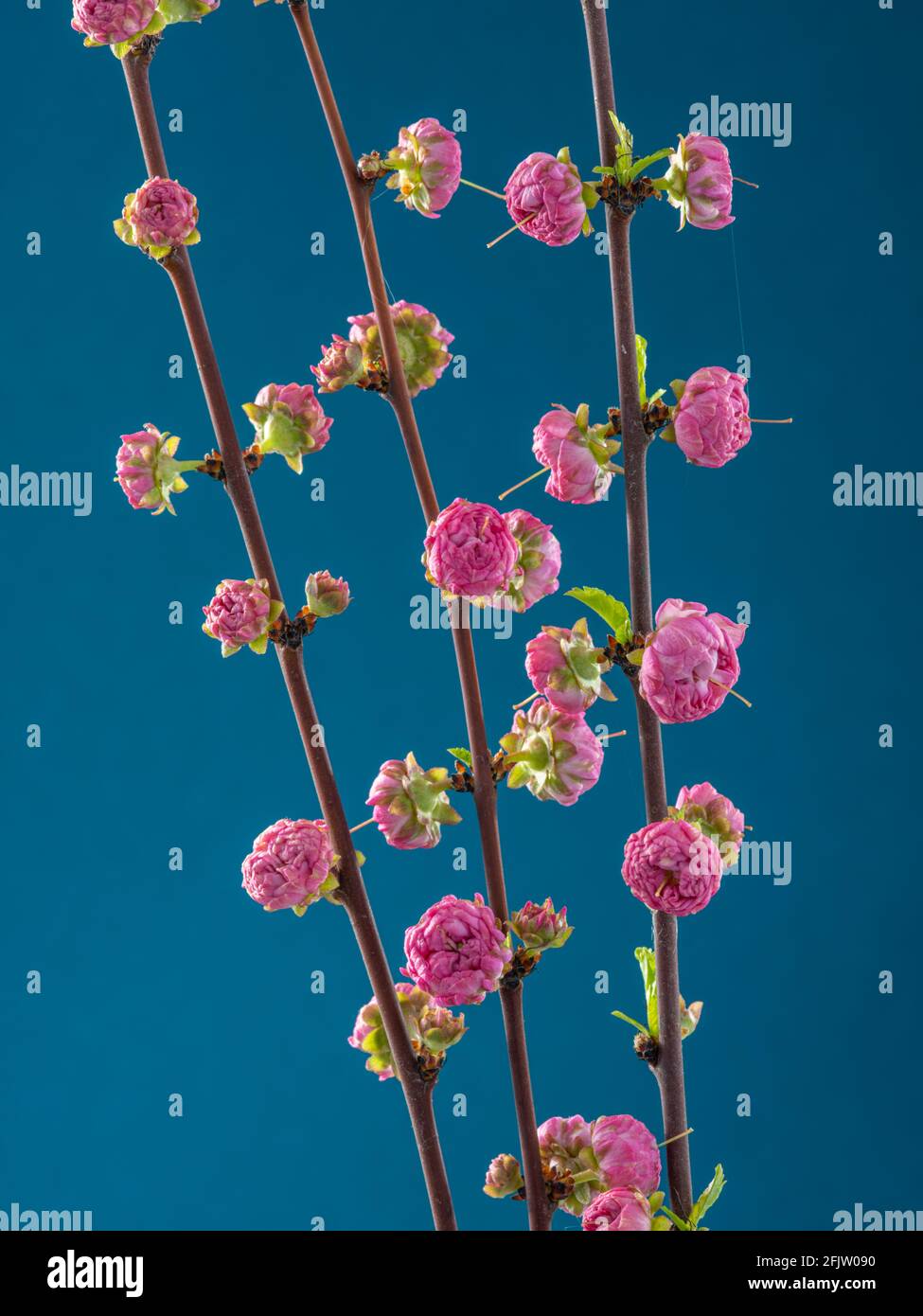 Blühender Amygdalus Triloba Zweig auf rosa Hintergrund. Symbol des Lebensbeginns und des Erwachens der Natur. Stockfoto