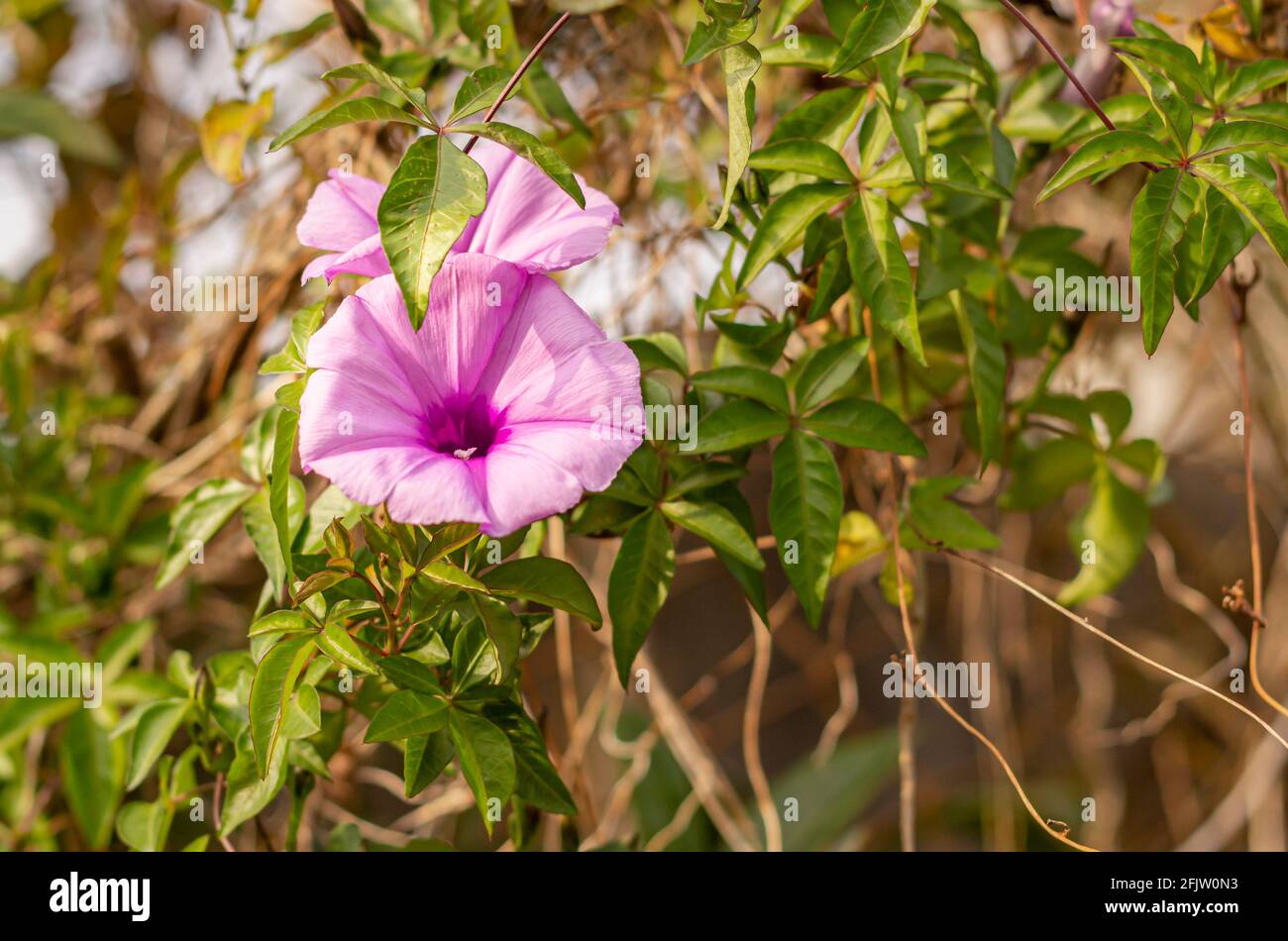 Nahaufnahme einer violetten Ipomoea cairica, auch Strandmondblume genannt, und vielen anderen Namen. Stockfoto