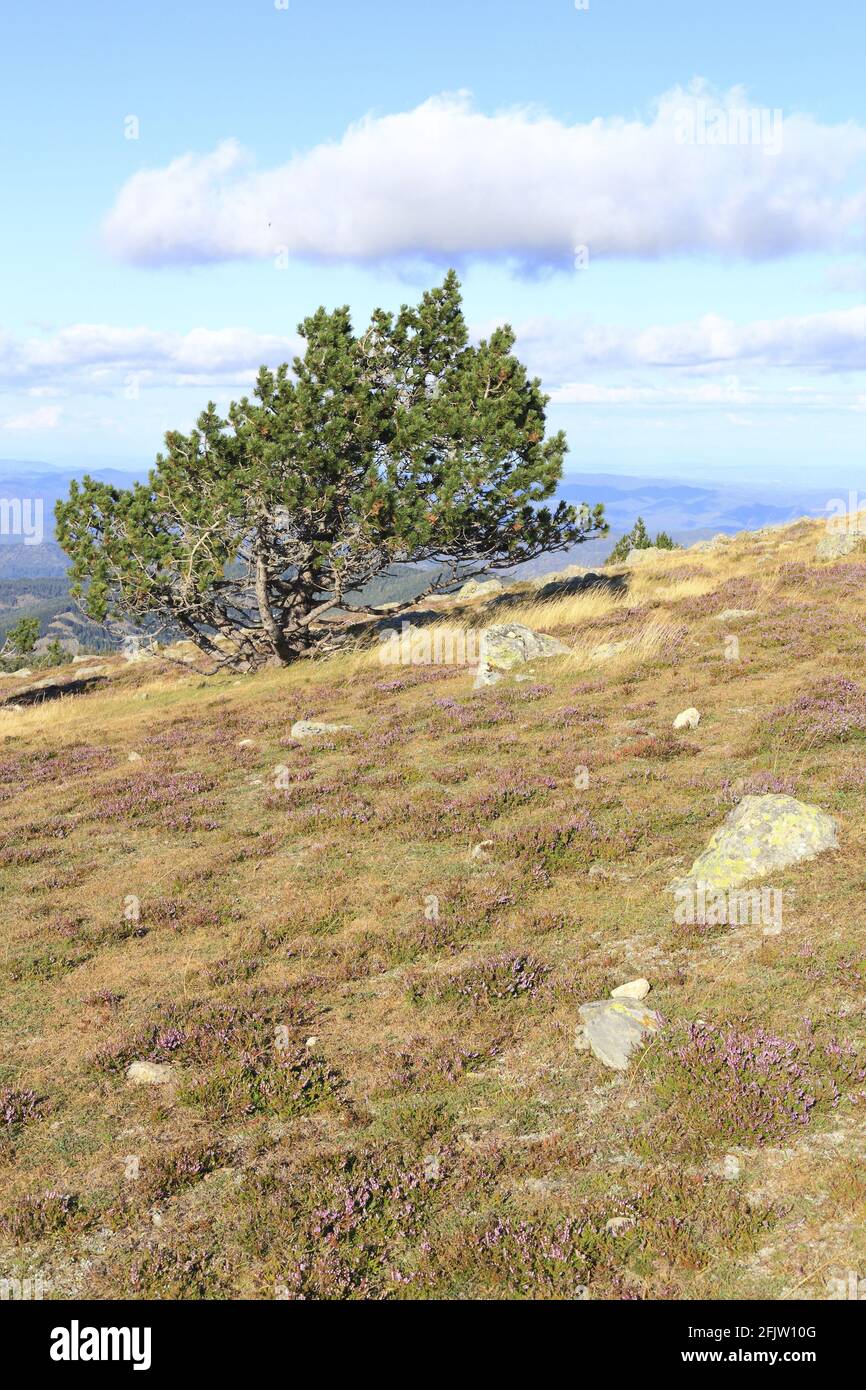 Frankreich, Lozere, Massif Central, Mont Aigoual an der Grenze zu Gard, Blick auf die Cevennen mit im Vordergrund einer lebendigen Kulturlandschaft des mediterranen Agrarpastoralismus, die von der UNESCO zum Weltkulturerbe erklärt wurde Stockfoto