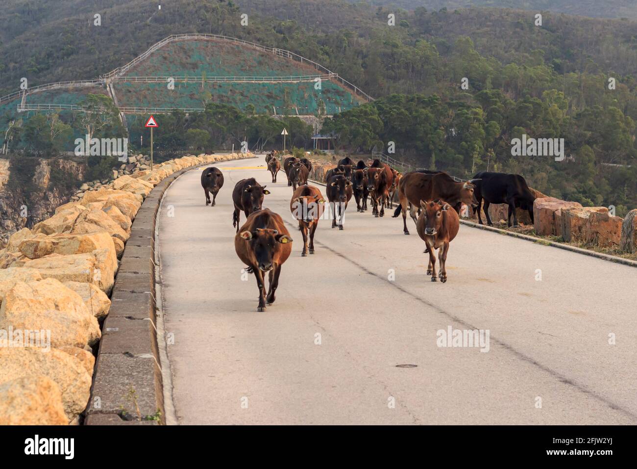 Kühe gehen auf Betonstraße. Stockfoto