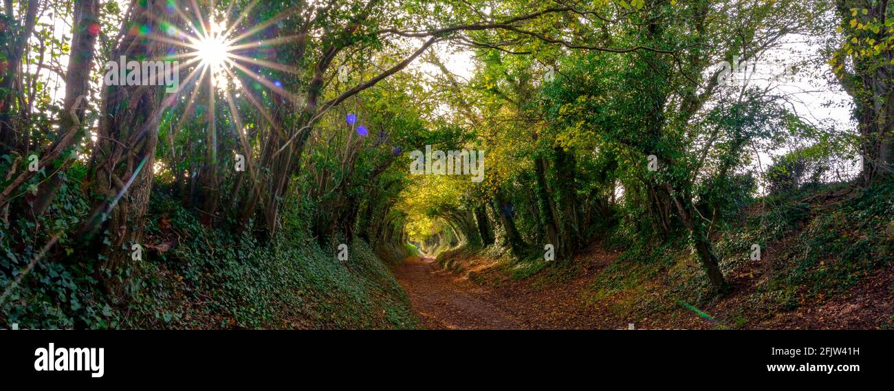 Halnaker, Großbritannien - 13. November 2020: Herbstbäume und Farben im Baumtunnel an der römischen Straße Stane Street in der Nähe von Halnaker, West Sussex Stockfoto